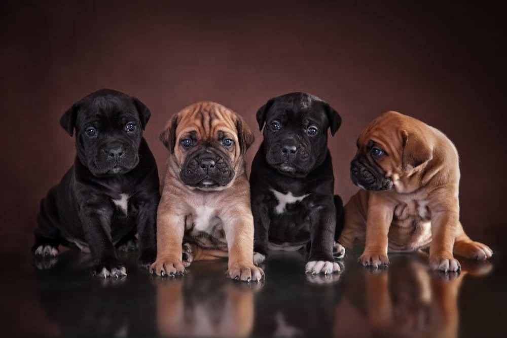 Blue Cane Corso