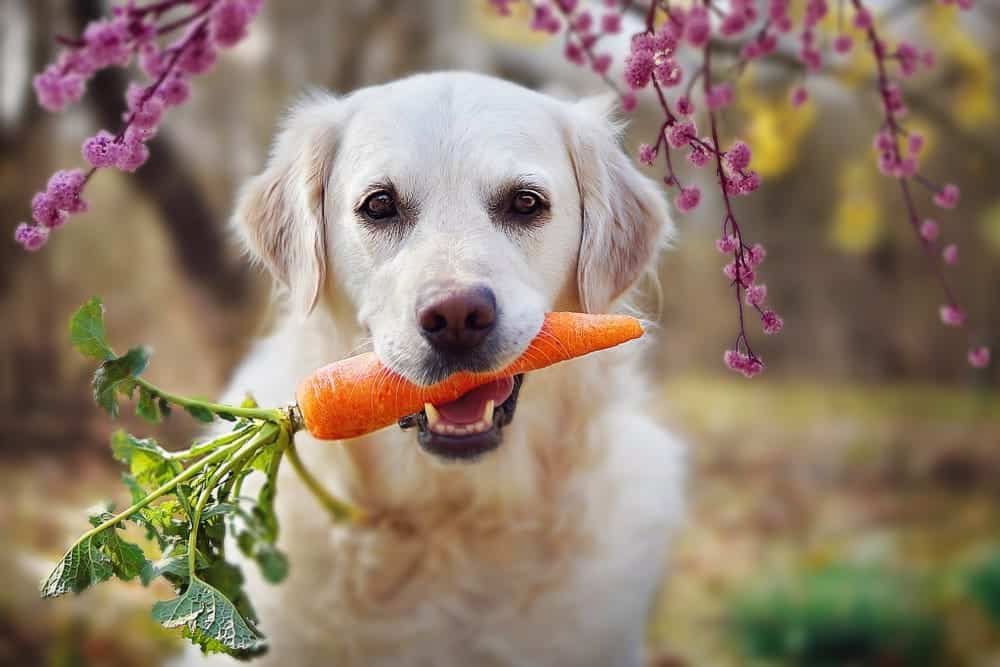 Can Dogs Eat Carrot?