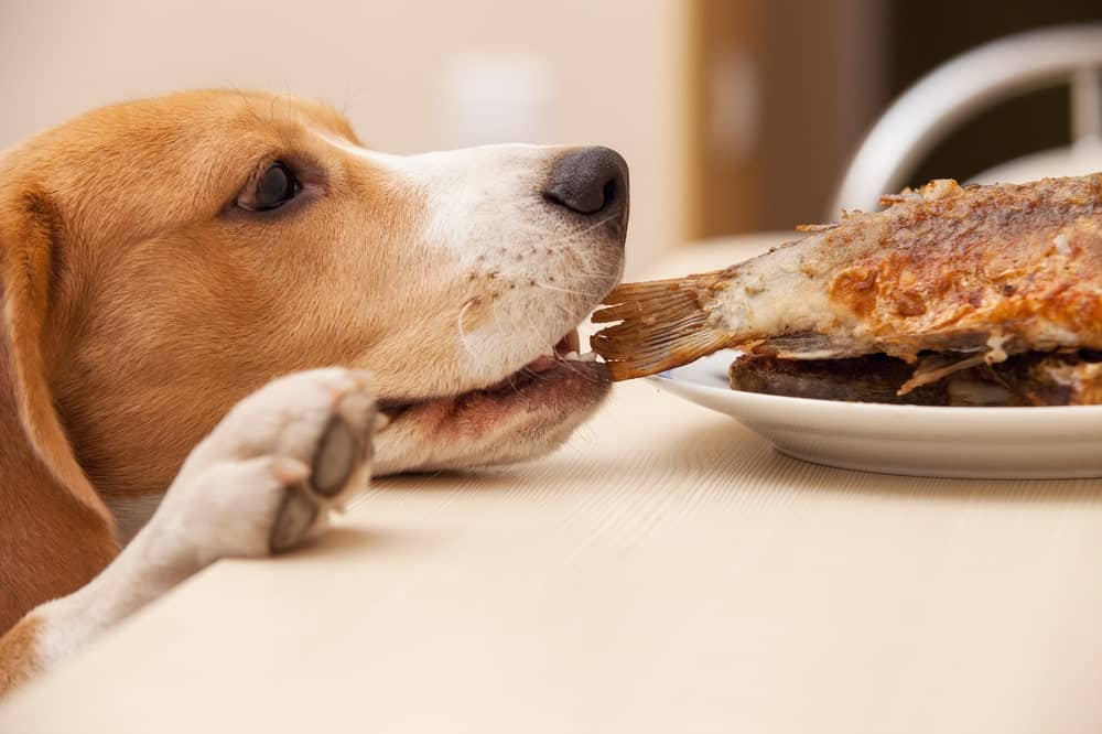Can Dogs Eat Fish?