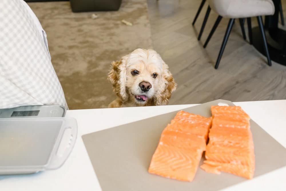 Can a Dog Eat Salmon?