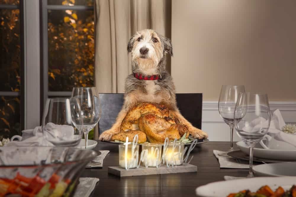 Can Dogs Eat Turkey?