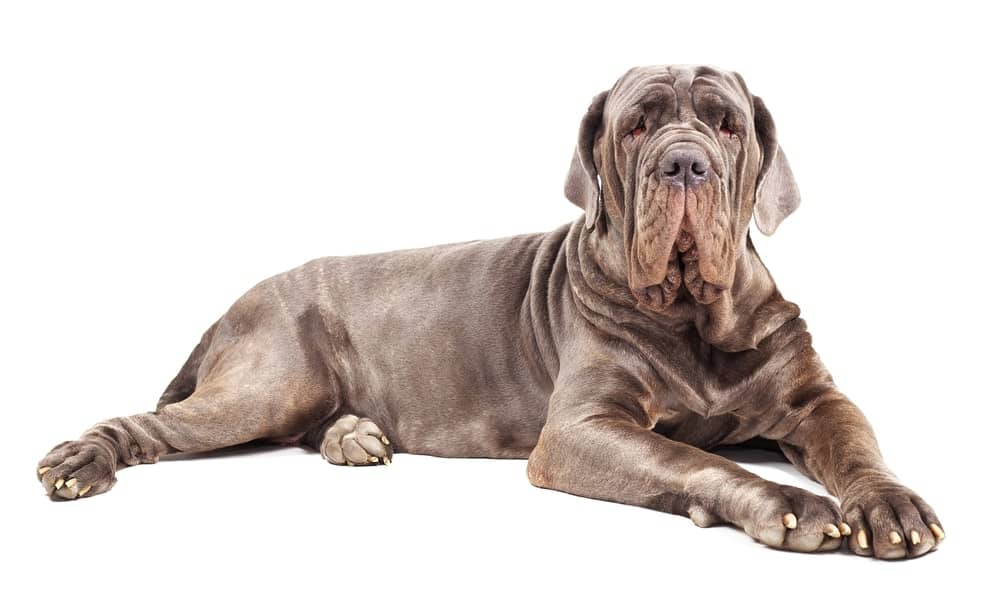 Everything You Need to Know About Cane Corso Mix with Rottweiler