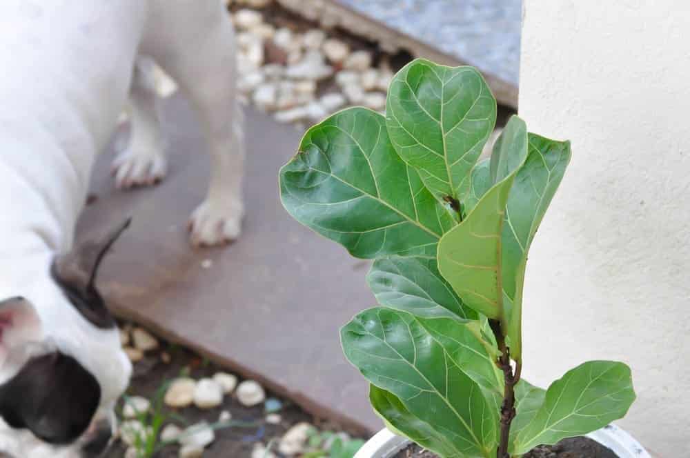 Can Dogs Eat Figs?