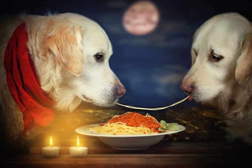 Can Dogs Eat Spaghetti?