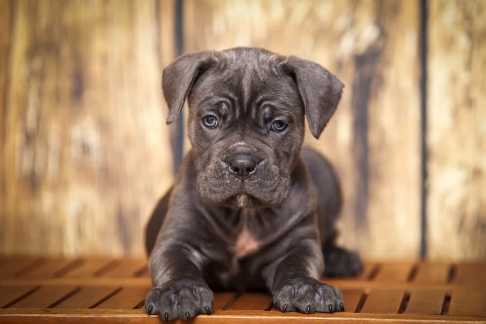 12 facts about Cane Corso.