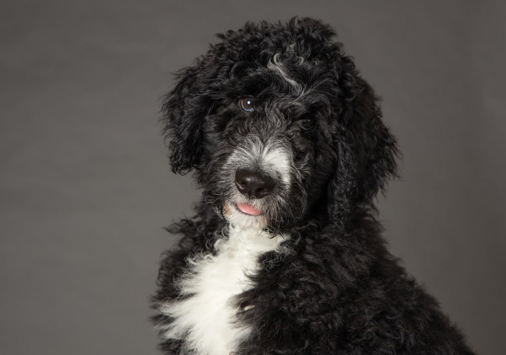 All You Need to Know About the Breed Bernedoodle