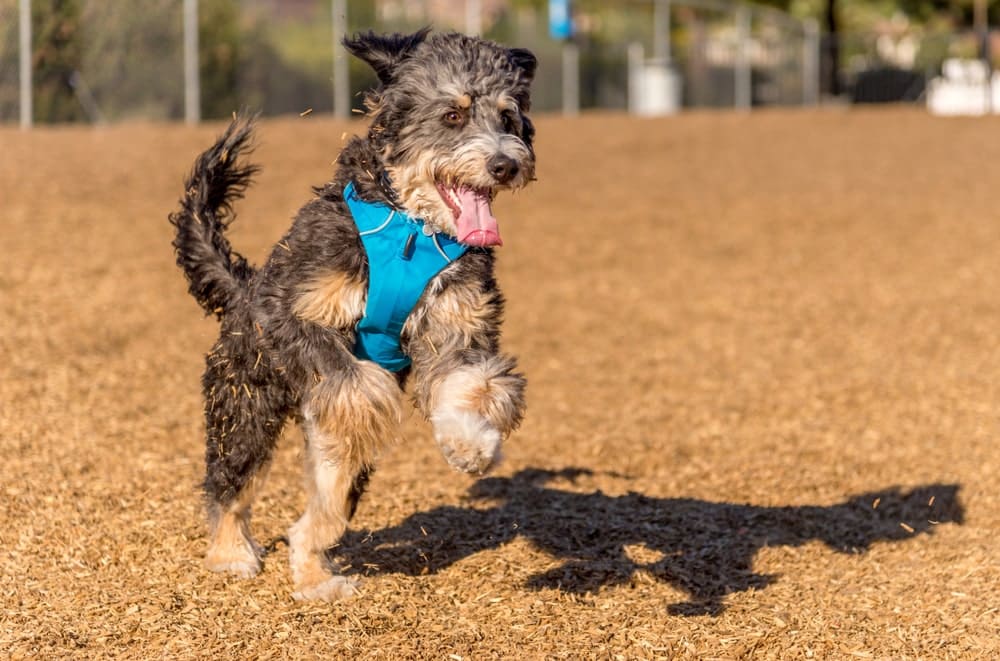 All You Need to Know About the Breed Bernedoodle
