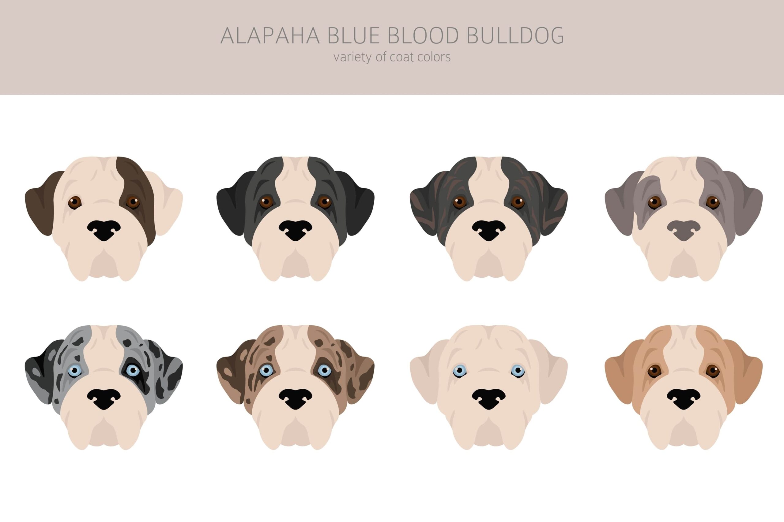 Alapaha Blue Blood Bulldog 