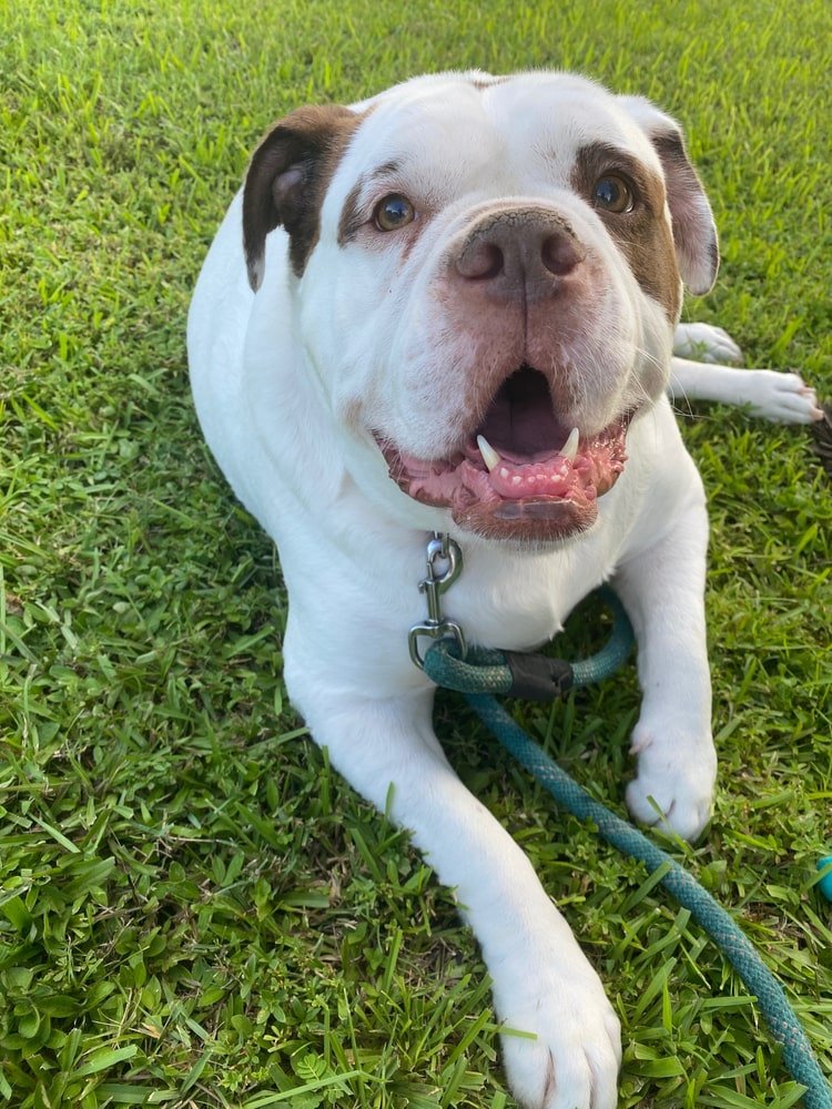 Alapaha Blue Blood Bulldog 