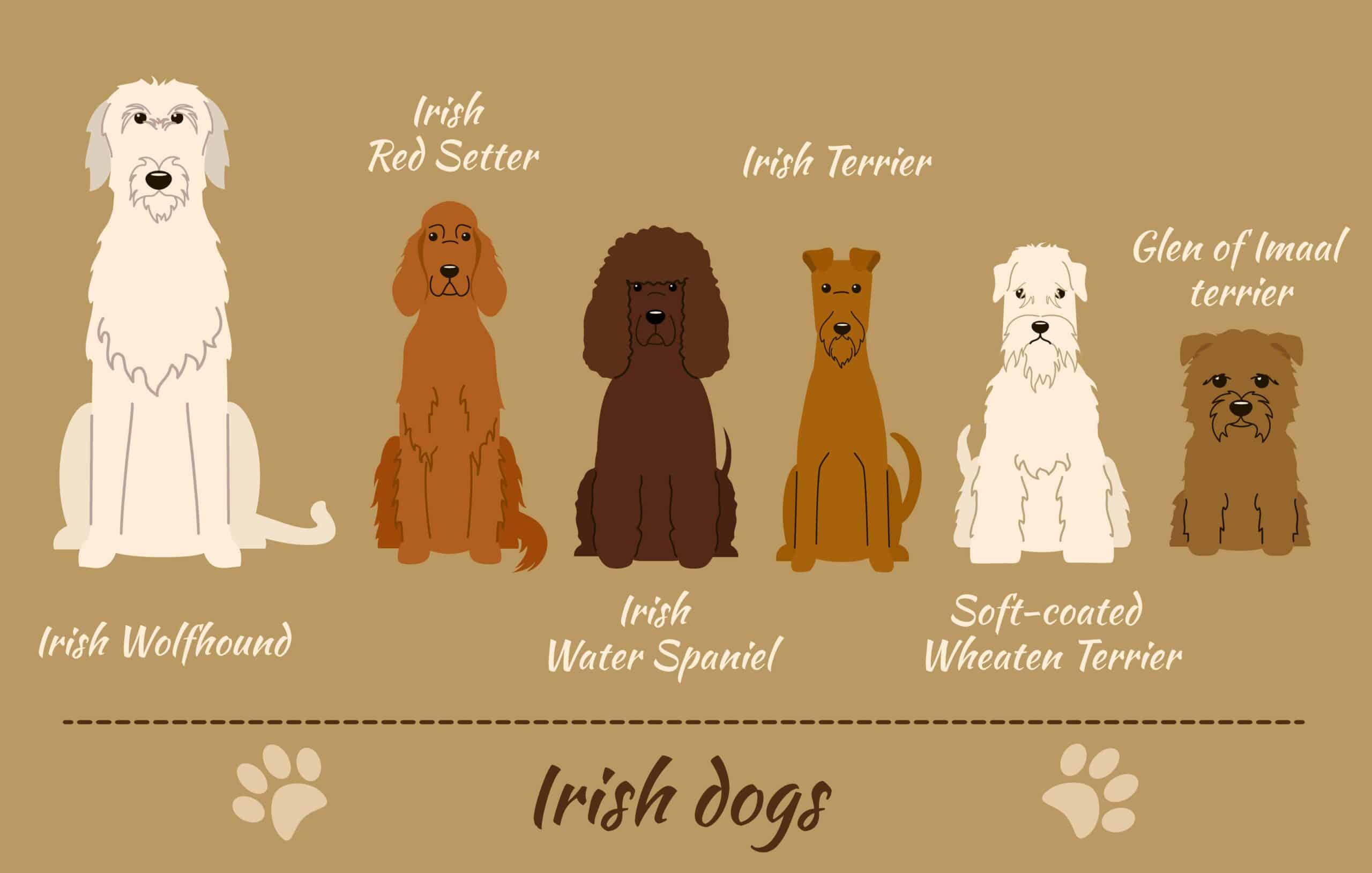 irish Glen of Imaal Terrier