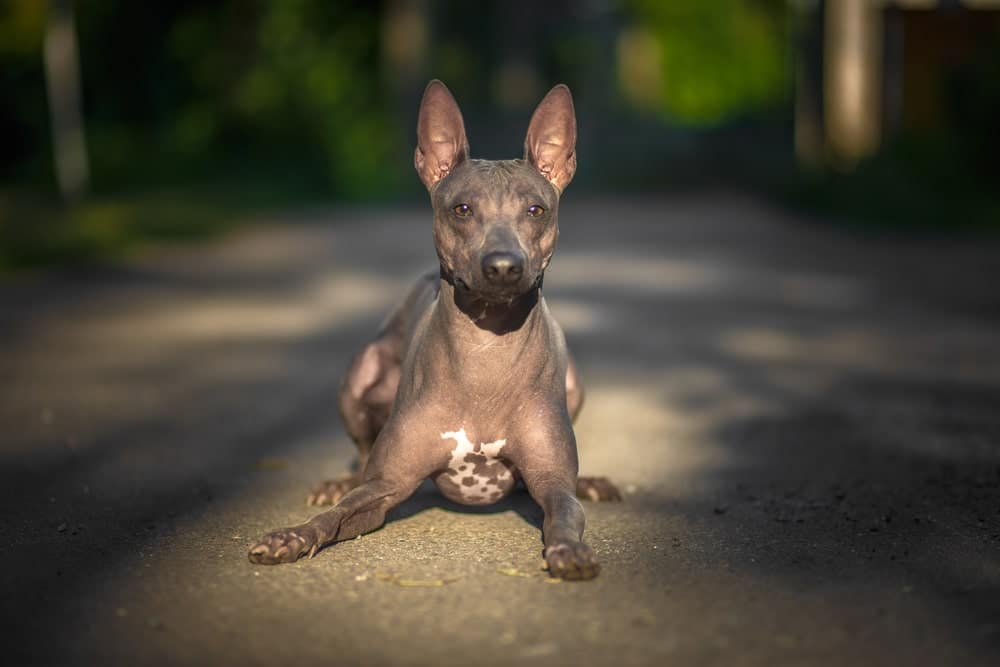 adaptability of American Hairless Terrier