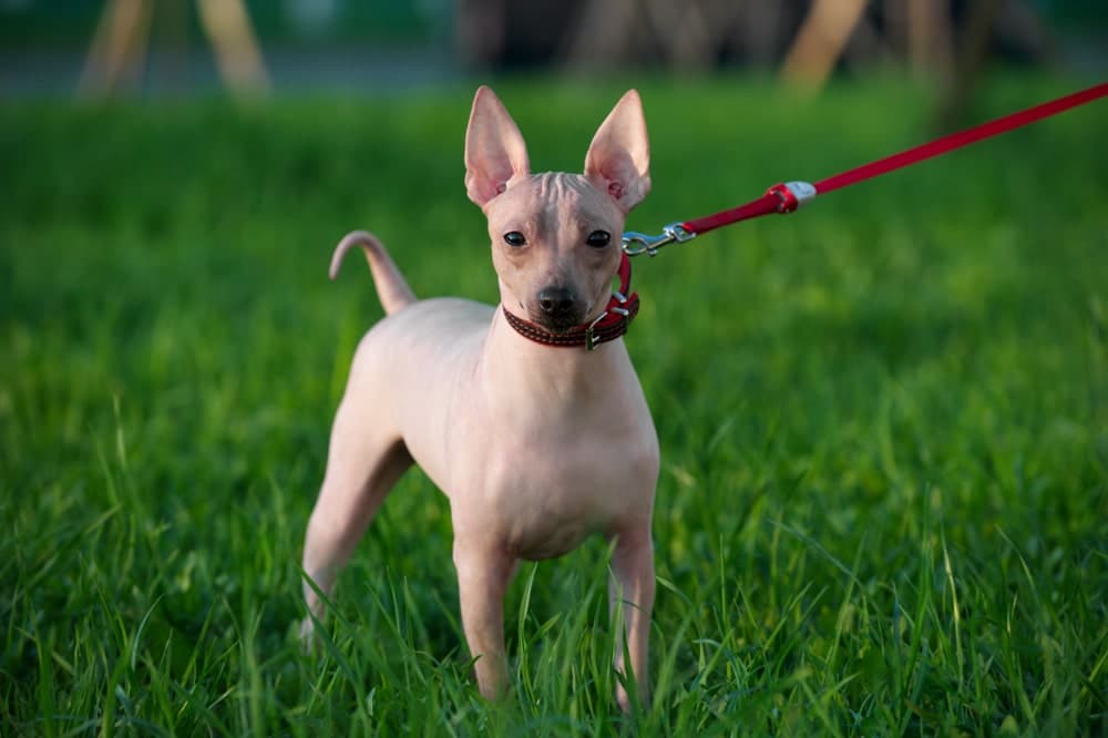 American Hairless Terrier weather condition