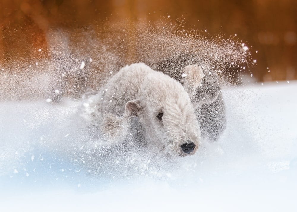 Bedlington terrier