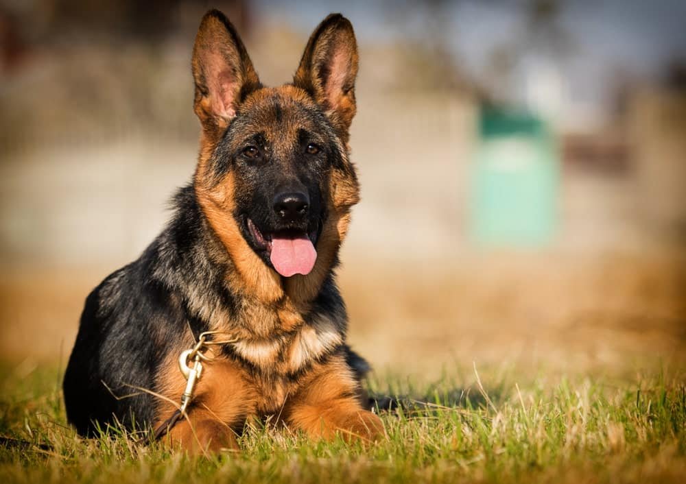 American Alsatian