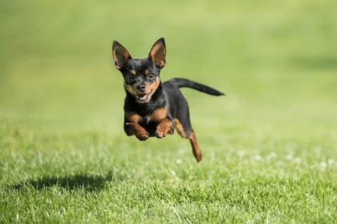 All miniature dog breeds hotsell