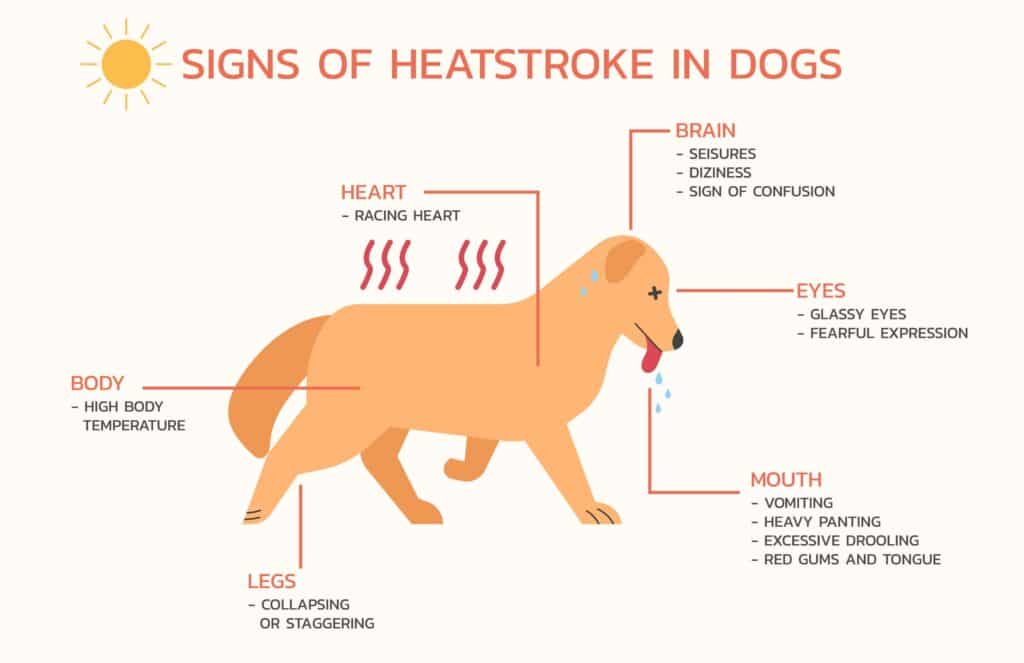 How to Tell if a Dog Is Dehydrated?