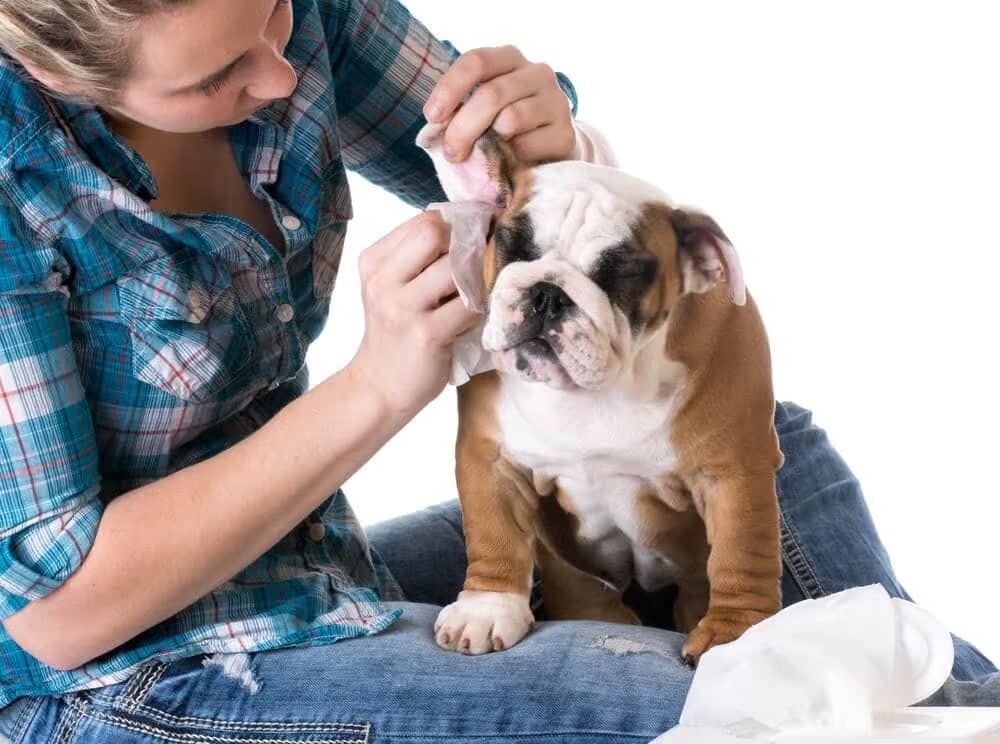 how to clean dog