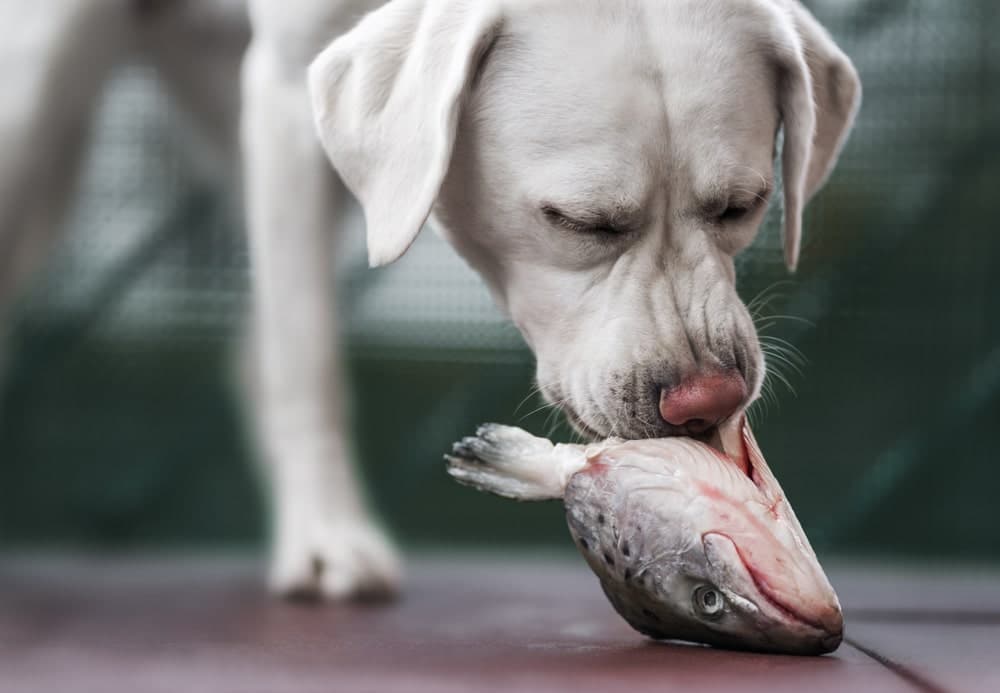 Can Dogs Eat Omega 3