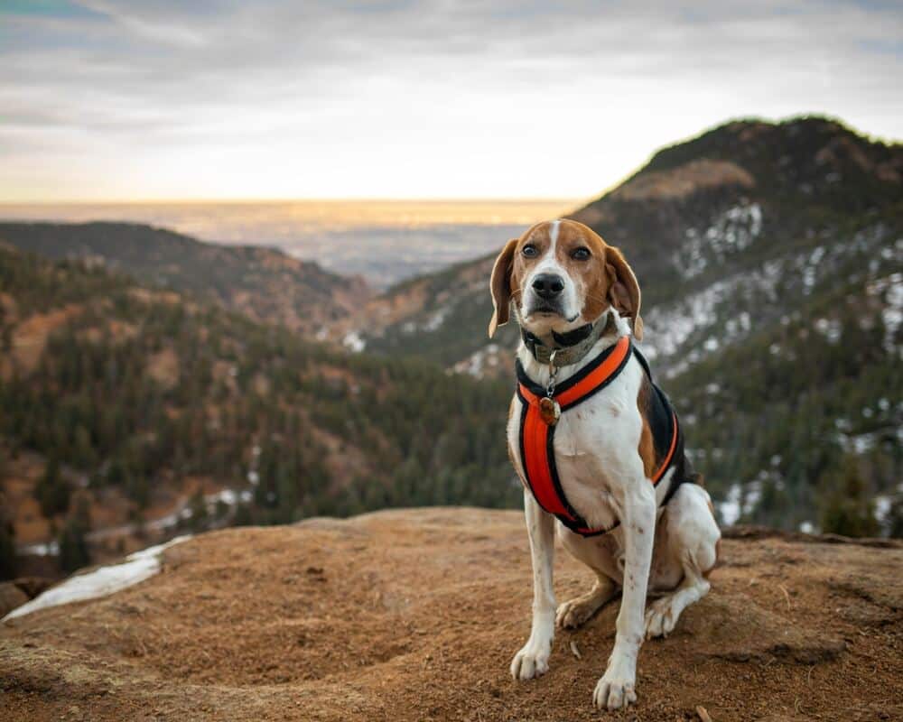 Colorado Mountain Dog