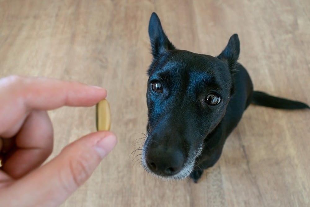 I Almost Killed My Dog With Fish Oil