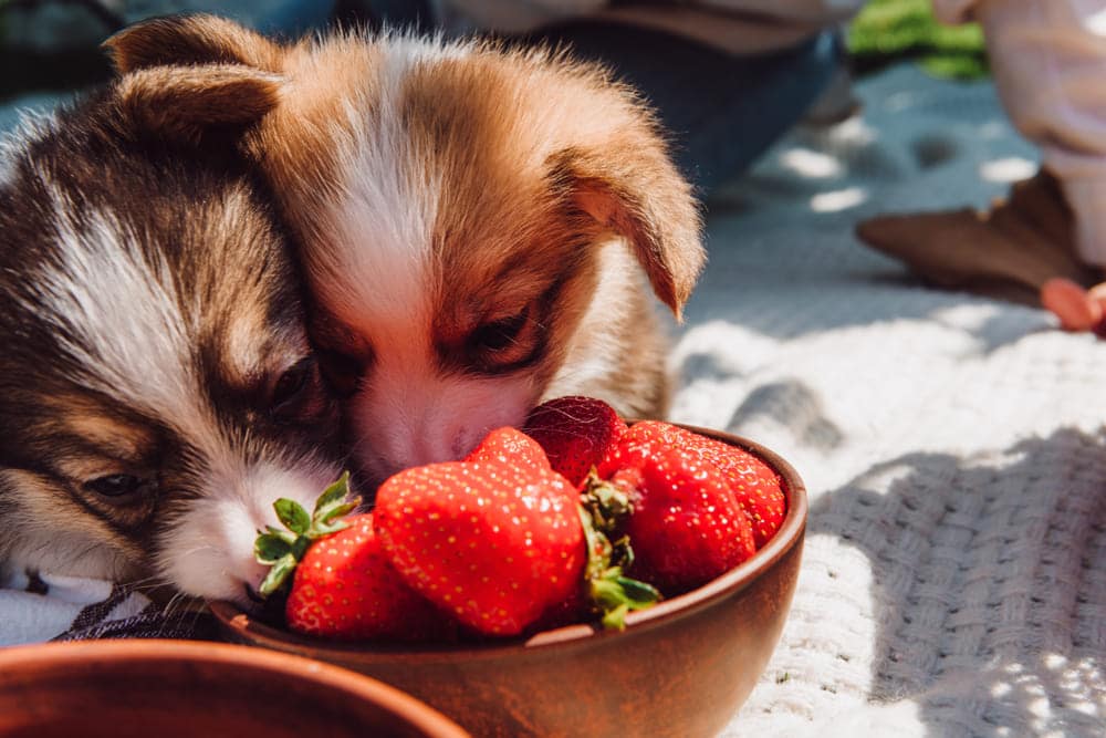 Can Dogs Eat Strawberries ?