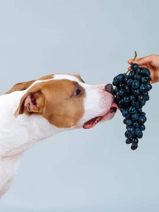 Can Dogs Eat Grapes ?
