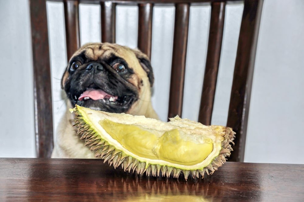 Can Dogs Eat Durian