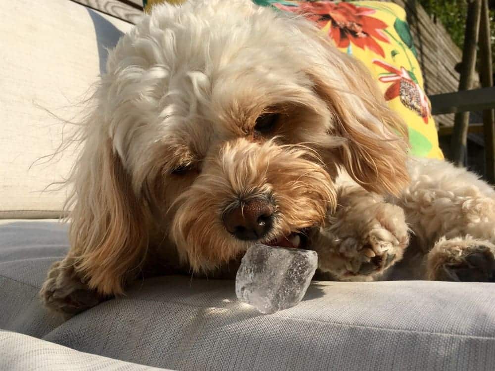 Can Dogs Eat Ice