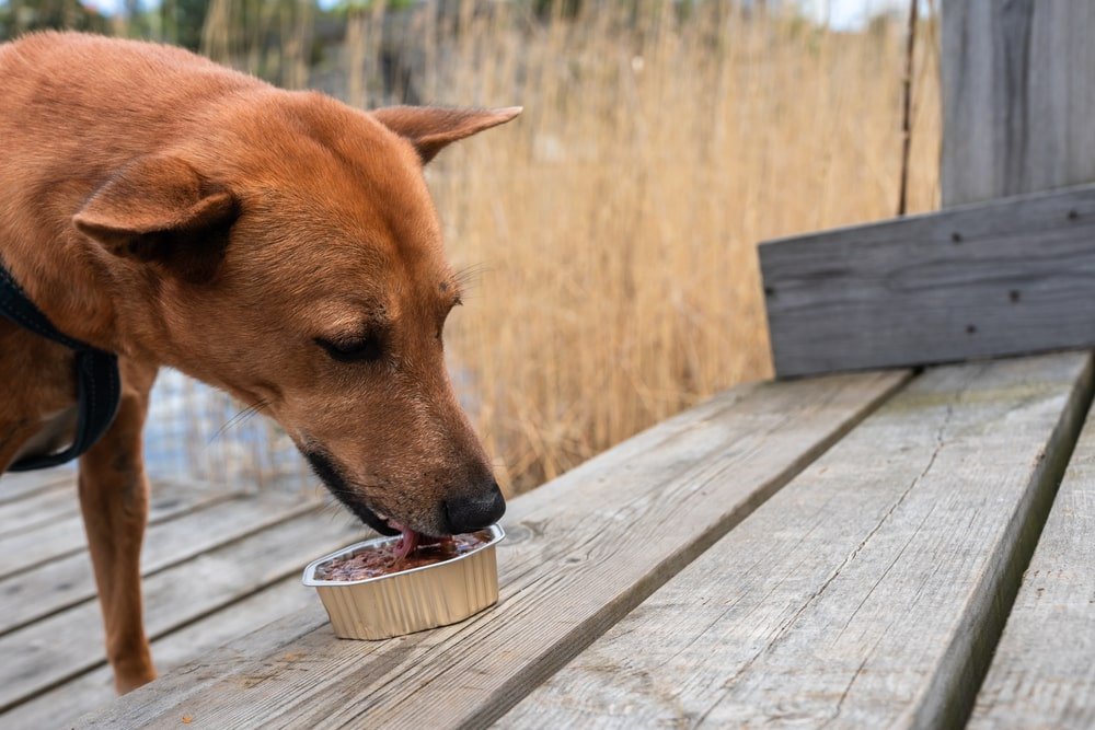 Can Dogs Eat Kidney Bean