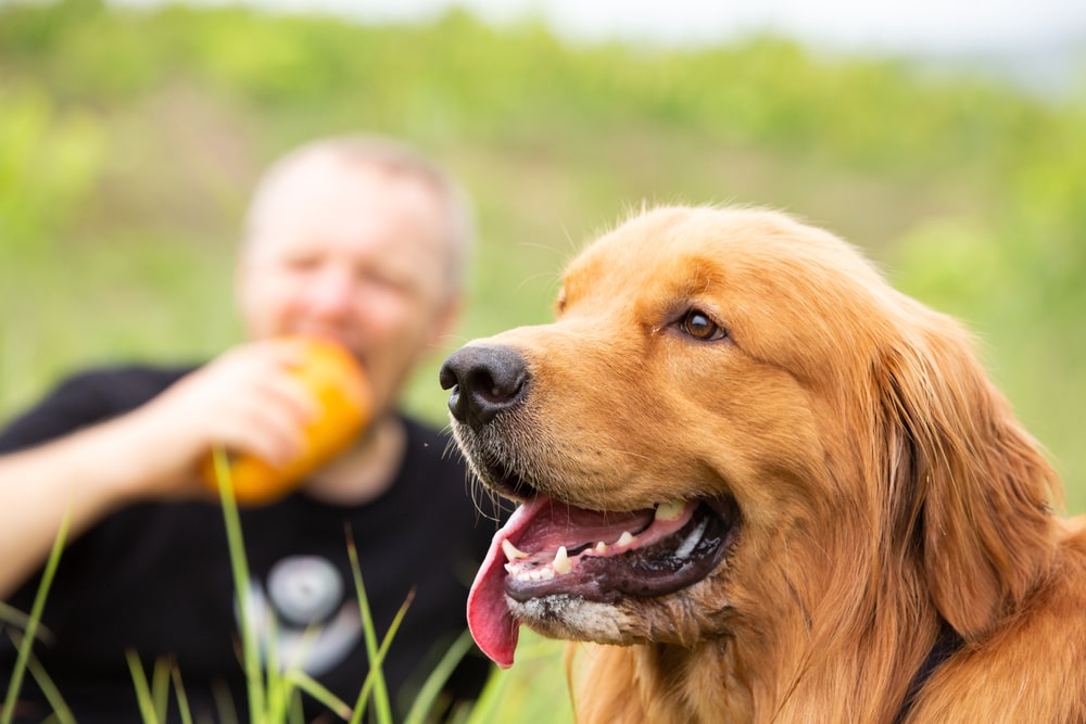 Can Dogs Eat Papaya