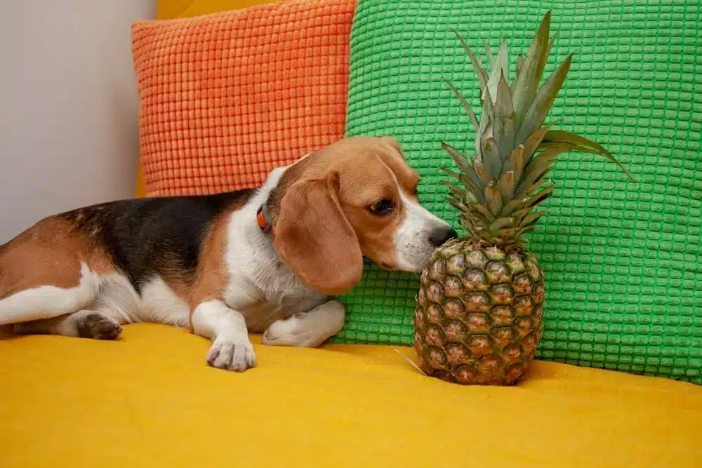 can dogs eat pineapples