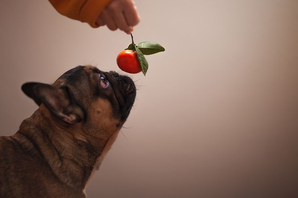 Can Dogs Eat Tangerine