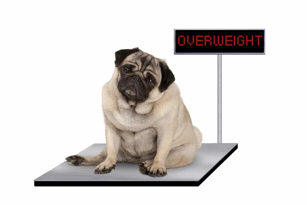 How to Tell If Your Dog is Overweight