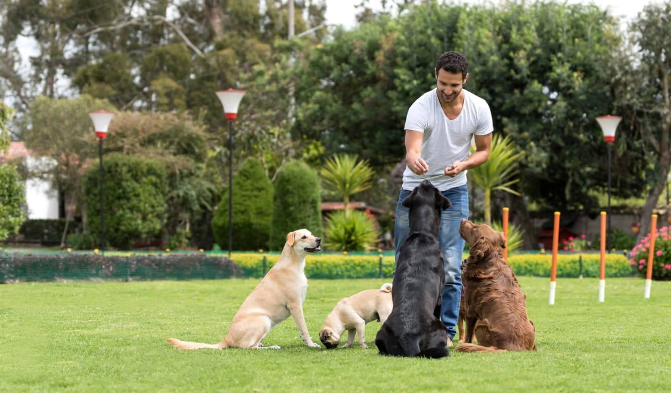 How to Entertain Your Dog