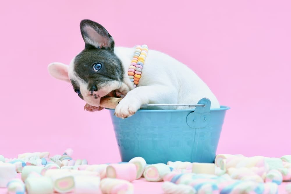 Can Dogs Eat Marshmallow