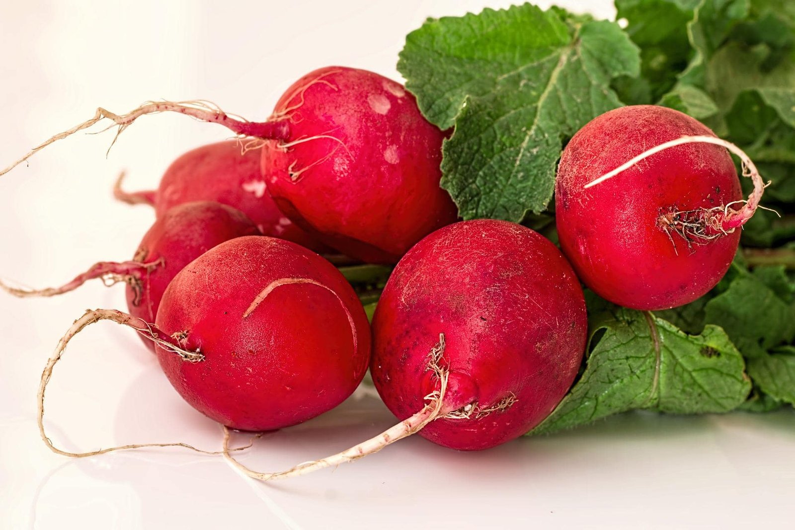 Can Dogs Eat Radish
