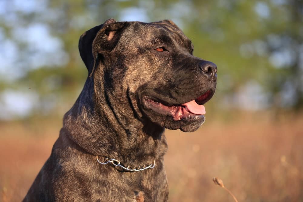 Ear Cropping for Cane Corso