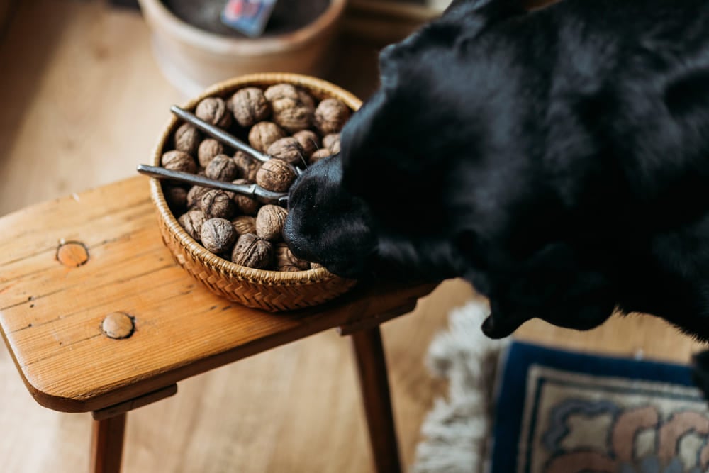 Can Dogs Eat Walnuts ?