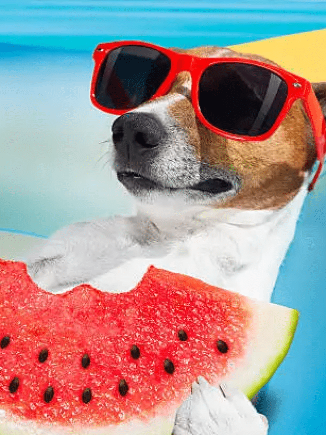 Can Dogs Eat Watermelon?