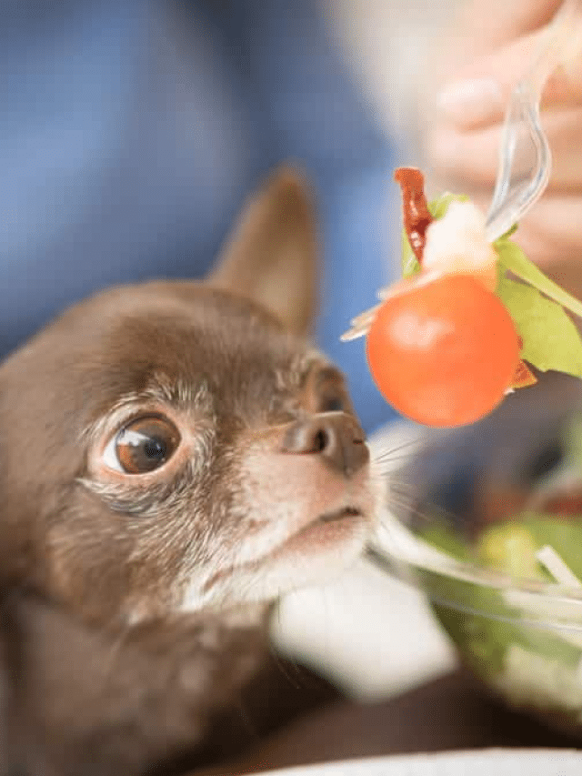 Can Dogs Eat Tomatoes ?