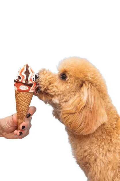 Can Dogs Eat Whip Cream?