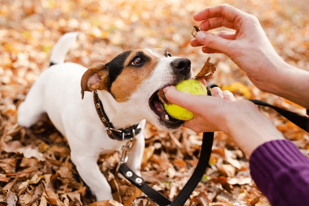 Can Dogs Eat Quince?