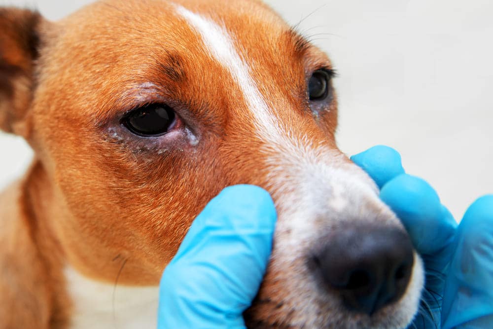 Blepharitis in Dogs