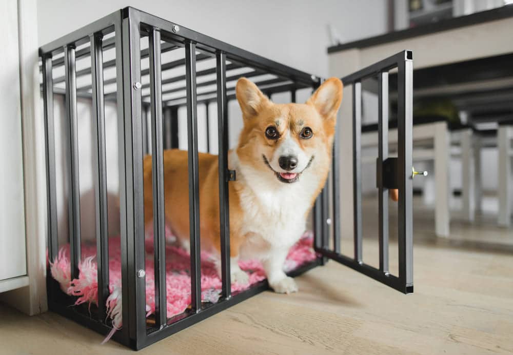 Dog Crate Training and Housebreaking Tips For House Training