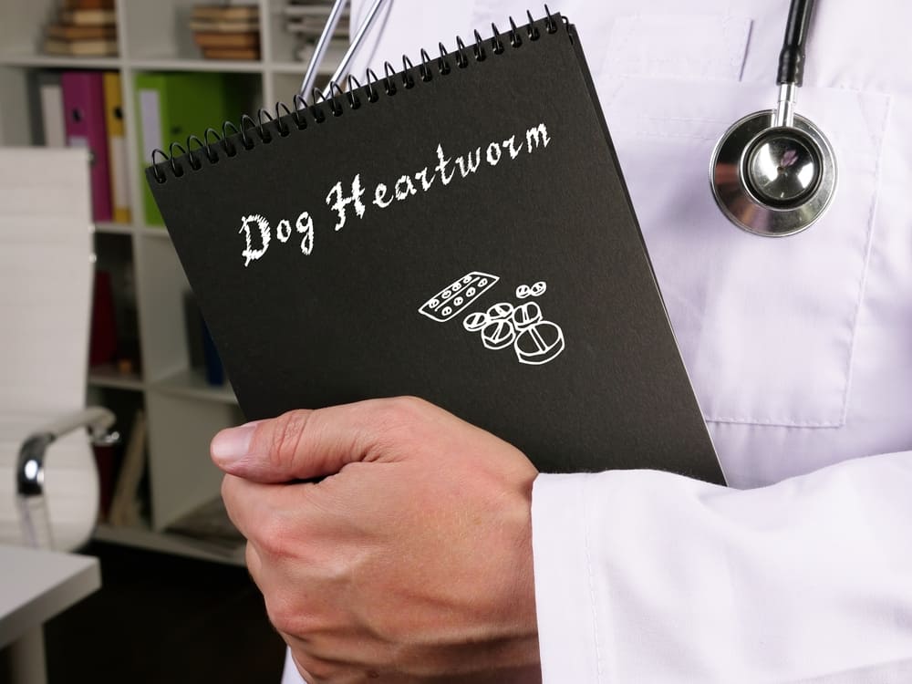 Dog Life Expectancy After Heartworm Treatment