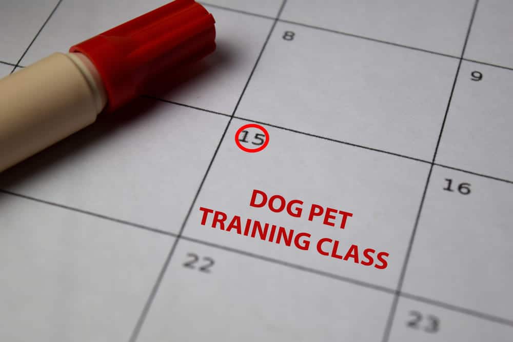 Dog Obedience Training Schedule