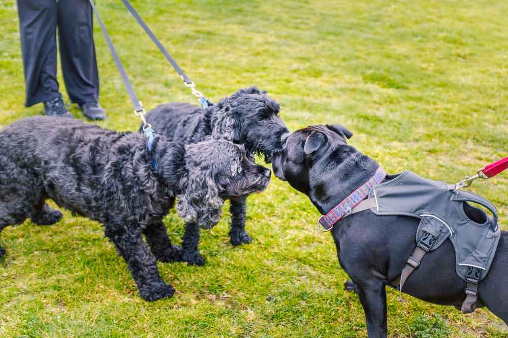 Dog socialisation Is Crucial