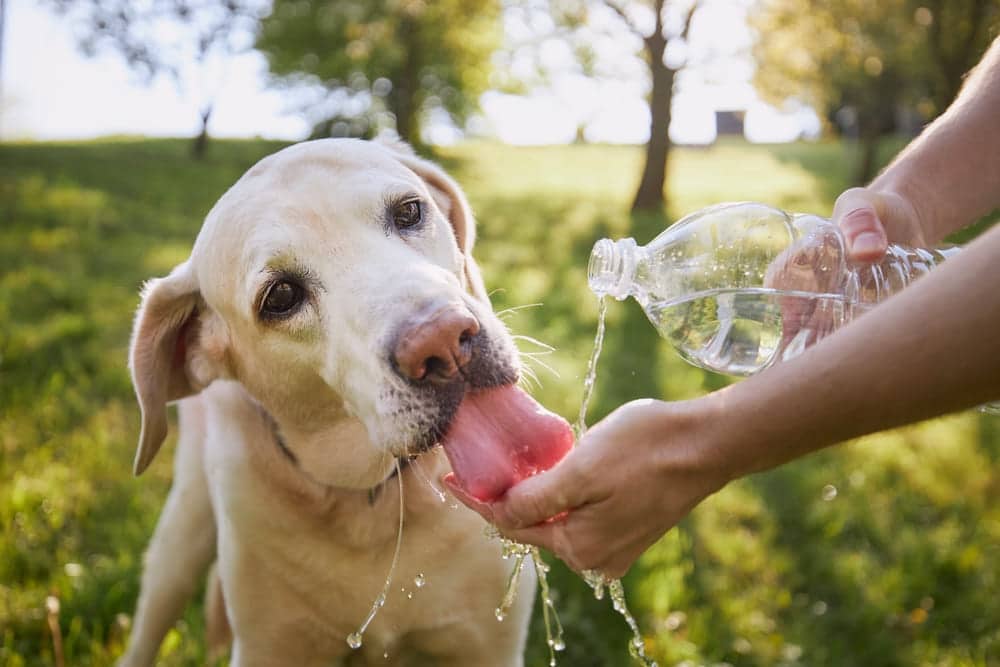 How Long Can A Dog Go Without Water?
