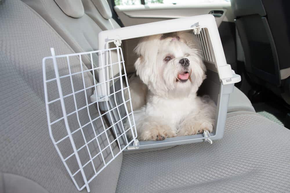 How To Do Crate Training For Dogs