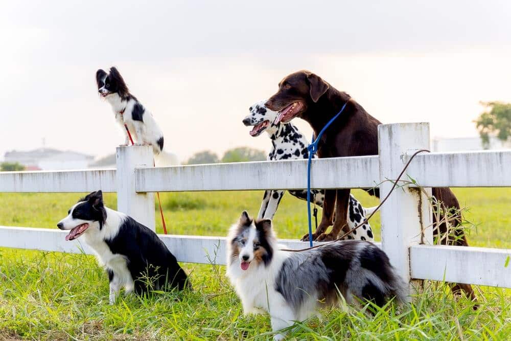 How does training differ for specific dog breeds?